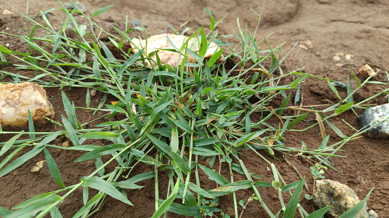 Close-up view of a clump of crabgrass.