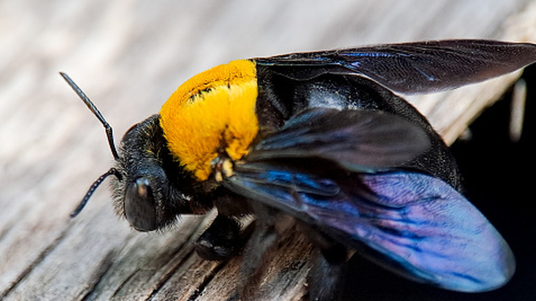 A closeup picture of a carpenter bee on a piece of old wood.