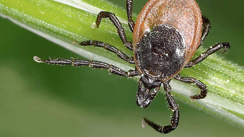 An adult tick sits on a blade of grass.