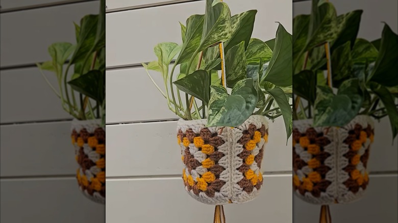 A crocheted plant hanger holds a lush green plant.