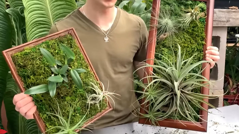 A man holds two finished air plant, orchid, and preserved moss art pieces.