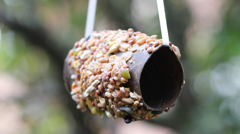 A toilet paper roll bird feeder hanging.