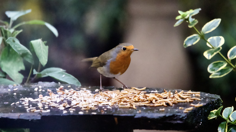 Bird stands near bird food.