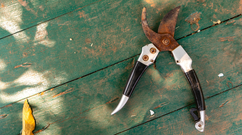 Rusted garden sheers lay outside.