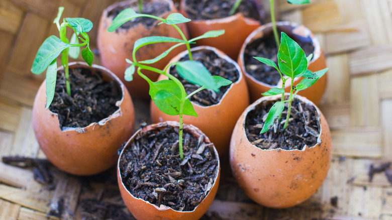 Green seedlings growing in brown eggshells