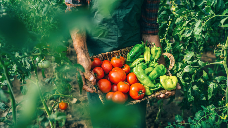 Senior farmer carries a basket of tomatoes and peppers through a garden.