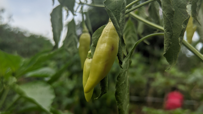 A cayenne pepper plant wilts because of a Phytophthora capsici infection.