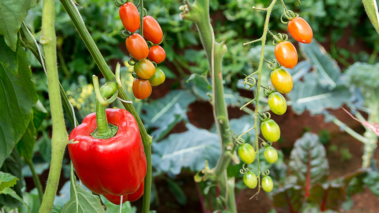 A red pepper grows next to a vine of grape tomatoes.