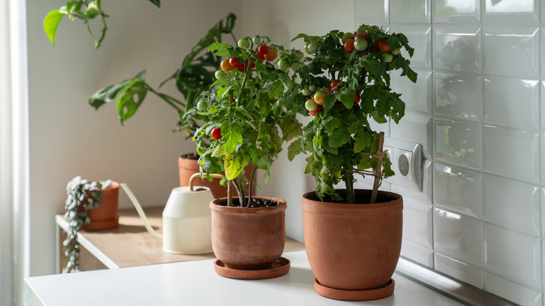 Tomato plants thrive on a counter alongside other houseplants.
