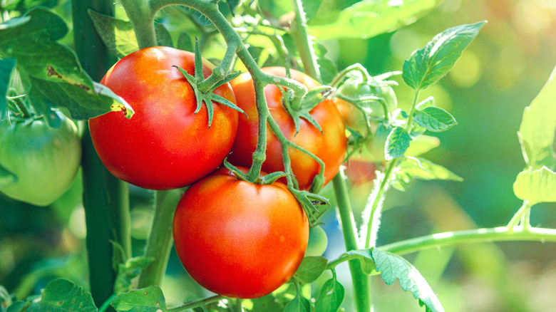 Tomatoes ripen on a plant.