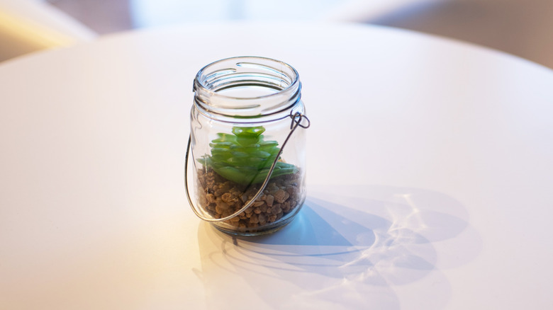Succulent grows in a mason jar.