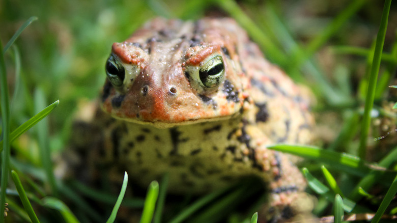Closeup of a brown speckled American toad in the grass