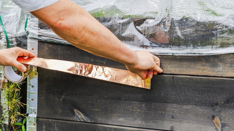 A gardener applying copper tape to a raised garden bed