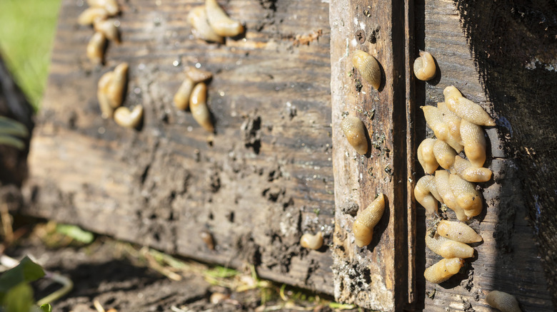 Pale tan slugs congregating on the underside of a wooden board