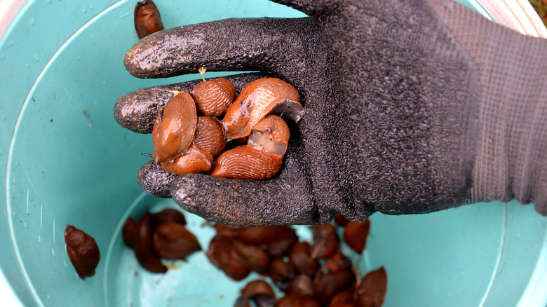 A gloved hand holding slugs above a blue bucket