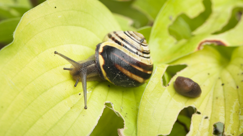 A snail and a slug on green hosta leaves full of holes