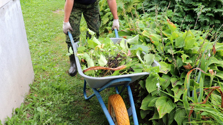 A gardener taking a wheelbarrow of weeds and vegetation away from hostas