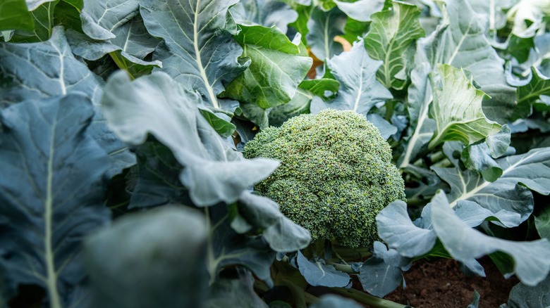 Green broccoli head growing in a garden surrounded by dark green leaves