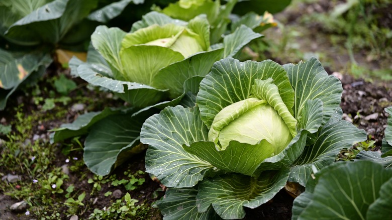 Green heads of cabbage growing in a garden