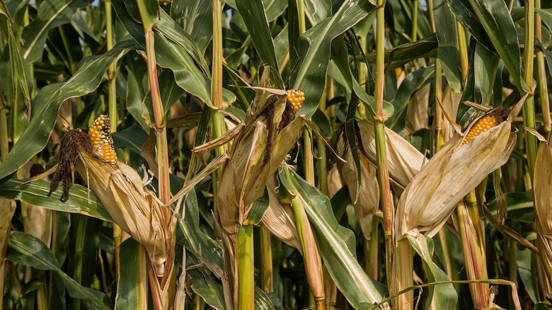 Ripe yellow corn on green and brown stalks
