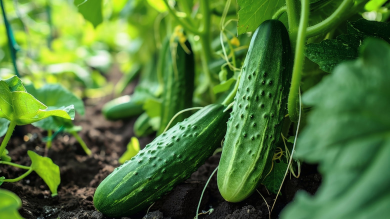 Ripe green cucumbers growing on green vines in a garden