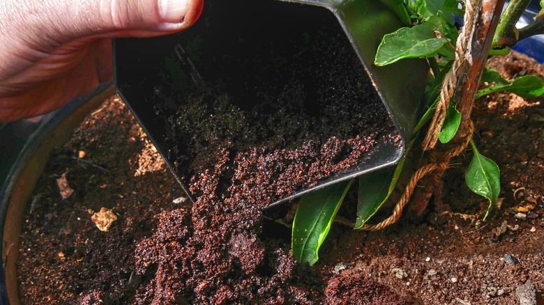 A gardener's hand pouring coffee grounds on a potted plant