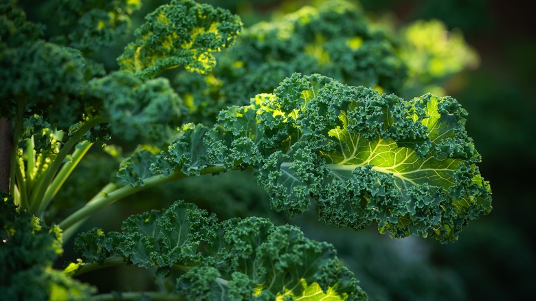 Closeup of green kale leaves growing in a garden