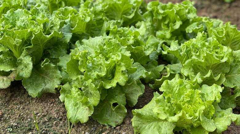 Green lettuce growing in a garden