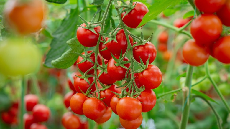 Ripe red tomatoes growing on green plants