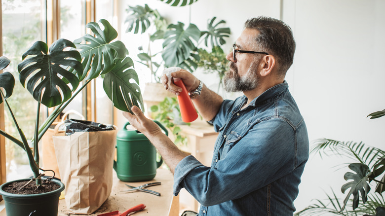 A man tends to his monstera plants.