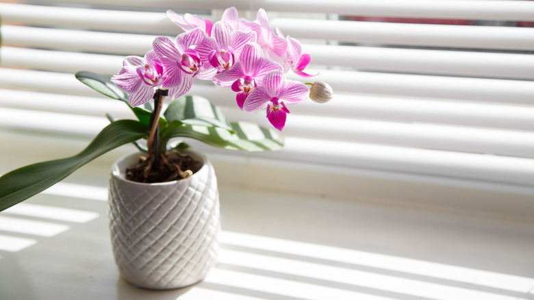 A purple orchid flowers on a windowsill.