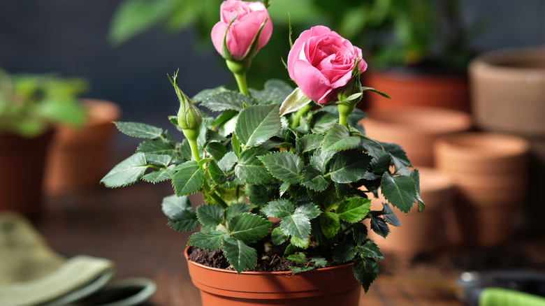 A rose plant thrives in a small pot.