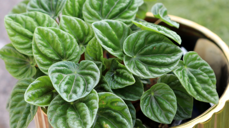 A peperomia pot thrives in a pot.