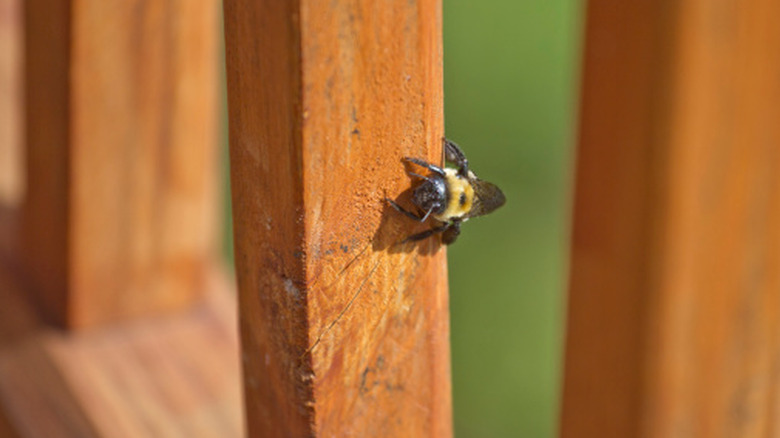 A carpenter bee is boring into an unfinished wood deck.