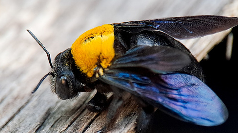 A carpenter bee is boring into unfinished wood.