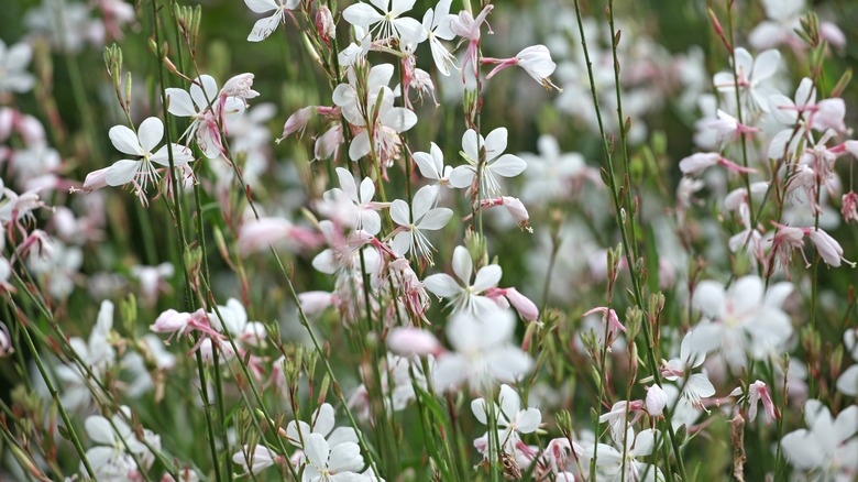 A patch of wand flower blooms on thin stems stand in a garden.