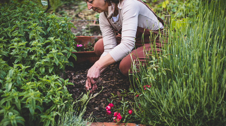 A woman kneels in a bare spot in a full garden bed.