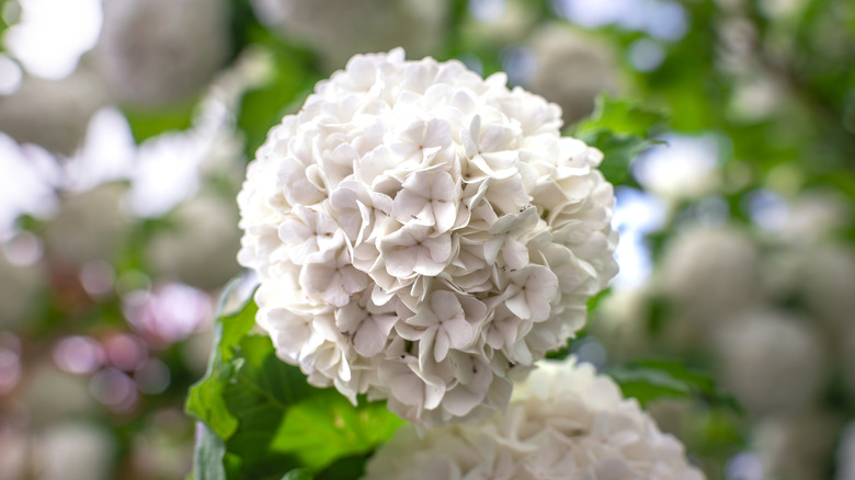 A European snowball viburnum blooms with large white balls of flowers.