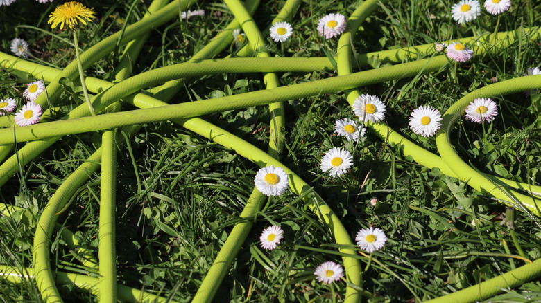A tangled garden hose covers a lawn.