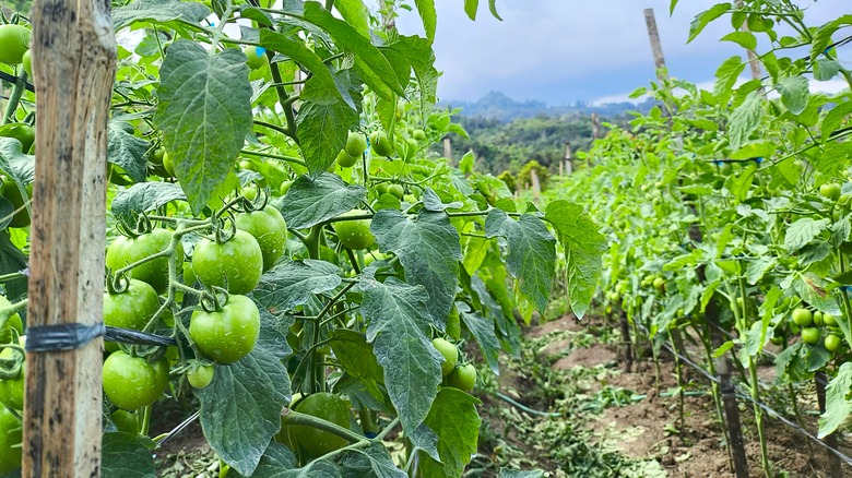 Rows of tomatoes grow in a field supported by string and stakes..