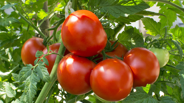 Red tomatoes are ripening on a tomato plant.