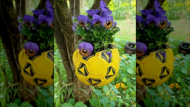 Plants grow inside soccer ball planters.