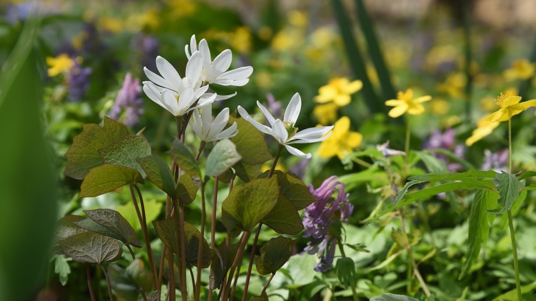 Several twinleaf flowers bloom in a field.