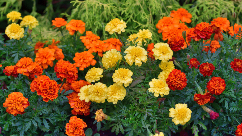 Clusters of bright orange and yellow marigold blooms growing in a garden bed