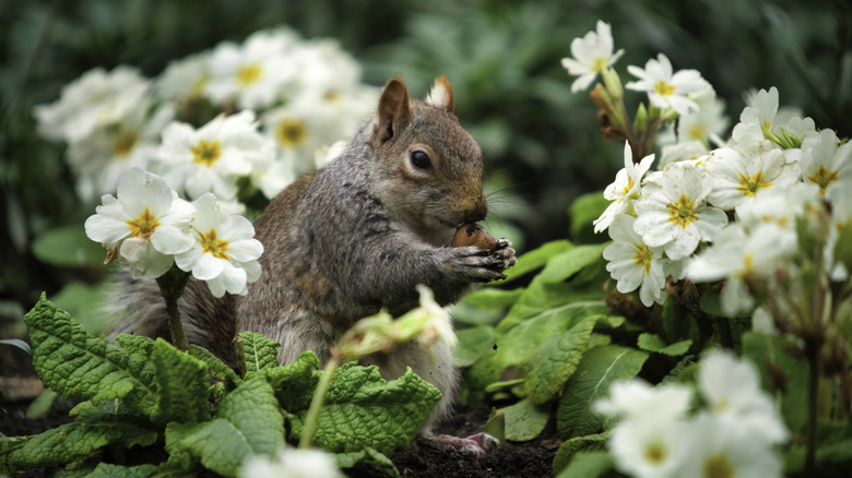 A gray squirrel eating a nut in the garden