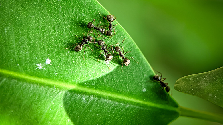 Black ants are clustered on the leaf of a tree.