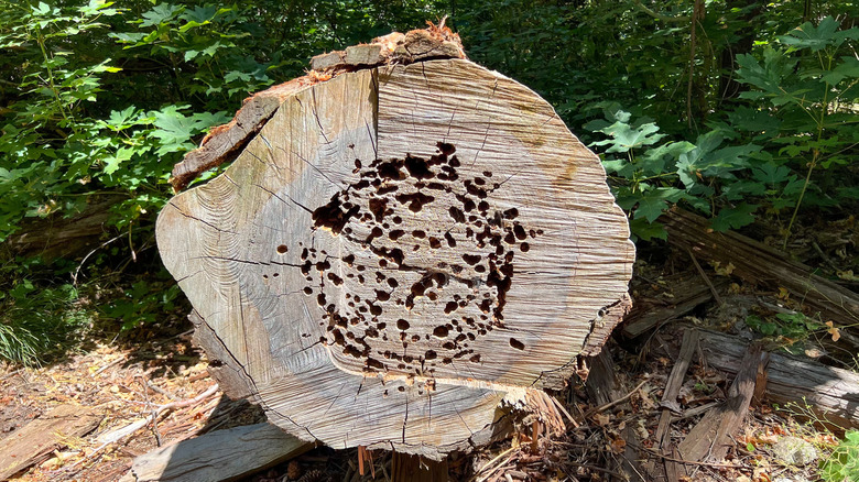 Holes caused by carpenter ants are shown on a felled tree.
