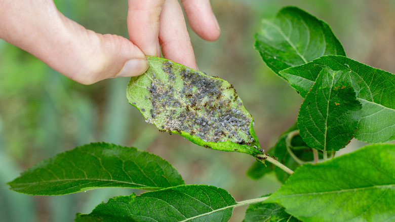 Aphids, ants, and sooty mold cover the leaf of a tree.