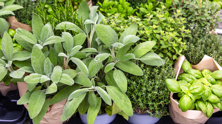 An herb garden thrives with a variety of plants that include sage, basil, thyme, oregano, and rosemary.