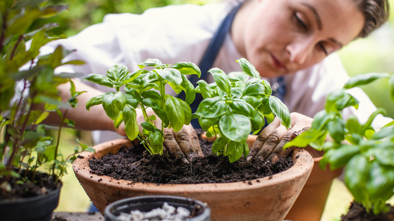 A woman plants basil in a pot.